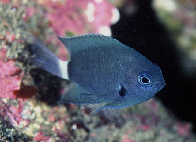 Chromis delta